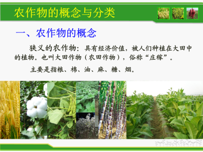 走进农事之门 农作物的分类世界与科学种植指南