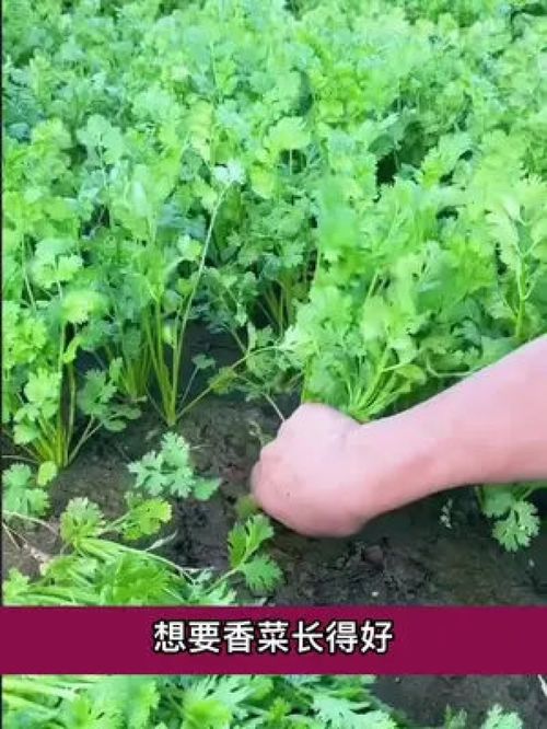免泡免破壳 家庭种植速生香菜全流程，居家吃菜不再难